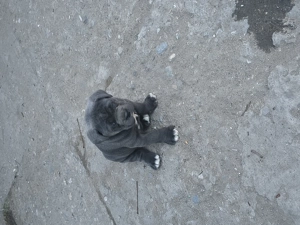 Cățelușa cane corso blue