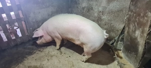 Porc 150-170 kg Rasa de carne  - imagine 2