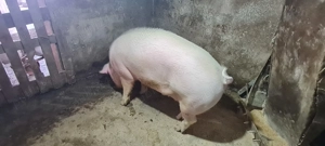Porc 150-170 kg Rasa de carne 