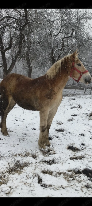 manza de 11 luni - imagine 4