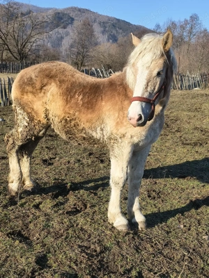 manza de 11 luni - imagine 2