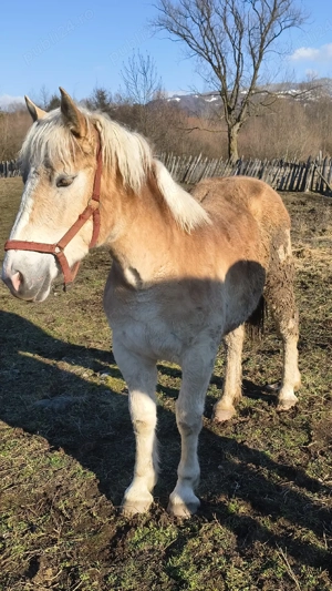 manza de 11 luni - imagine 3