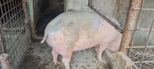 Pentru sacrificat 150-200kg