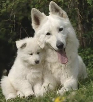 Ciobanesc elvetian ( lup alb) cu pedigree 