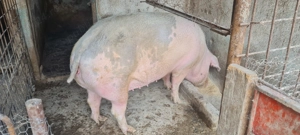 Pentru sacrificat 150-200kg - imagine 3