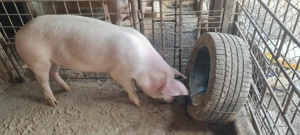 Porc Landrace castrat 75-90kg - imagine 3
