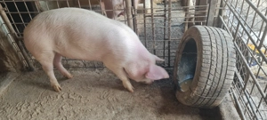 Porc Landrace castrat 75-90kg - imagine 2