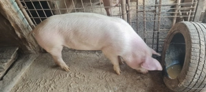 Porc Landrace castrat 75-90kg - imagine 4