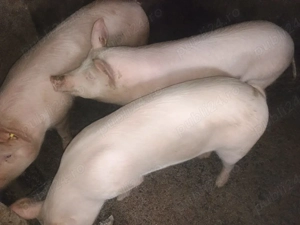 vand șoldan 70-100kg