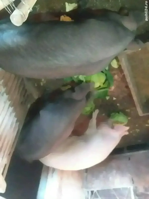 DE,VÂNZARE,porci,de,sacrificat!