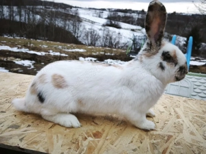 Fluture tricolor  - imagine 2