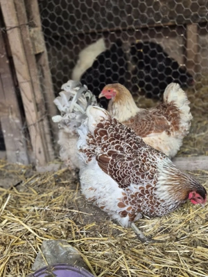 Oua incubat  - imagine 3