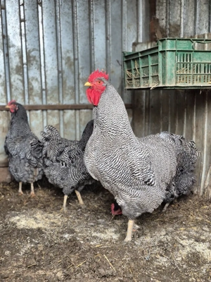 Oua incubat  - imagine 2