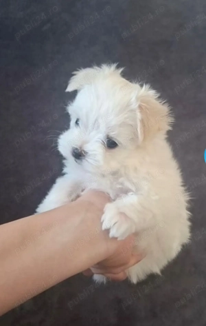 Vand bichon maltez talie mica 6 saptamani baietel