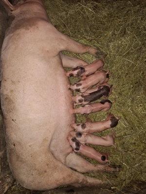 scroafă cu purcei  - imagine 2