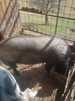 Vând scroafa crescută în gospodărie  - imagine 3