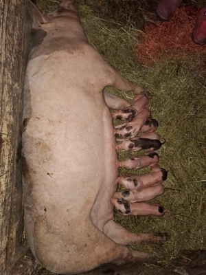 vând scroafă cu 9 purcei  - imagine 3