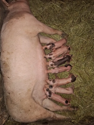 vând scroafă cu 9 purcei  - imagine 2