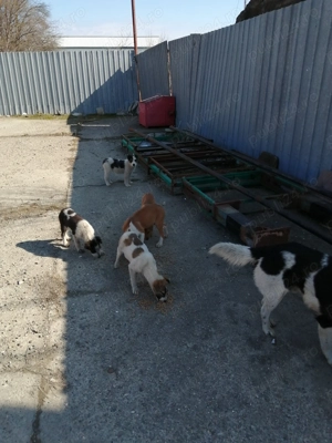 Căței abandonați  - imagine 3