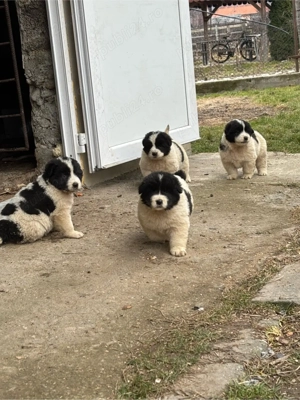 catelusa ciobanesc de bucovina - imagine 2