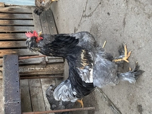 Ouă găini moțate țărănești  - imagine 2