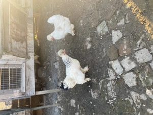 Ouă găini moțate țărănești  - imagine 4