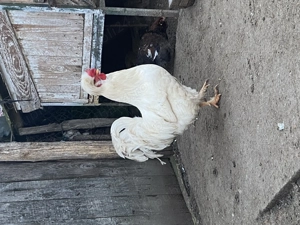 Ouă găini moțate țărănești  - imagine 3