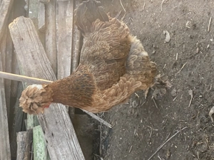 Ouă găini moțate țărănești  - imagine 5