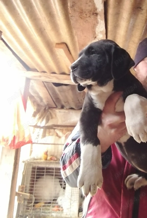 ciobănesc de asia centrala femela 9 saptamani