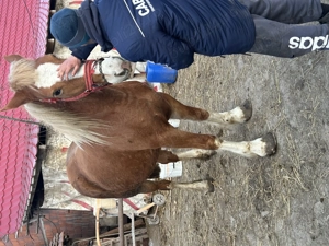 Vând mânză tânără  - imagine 4