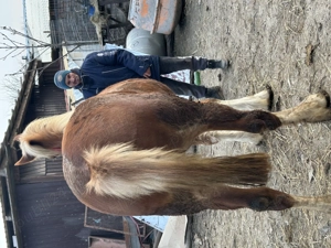 Vând mânză tânără  - imagine 5