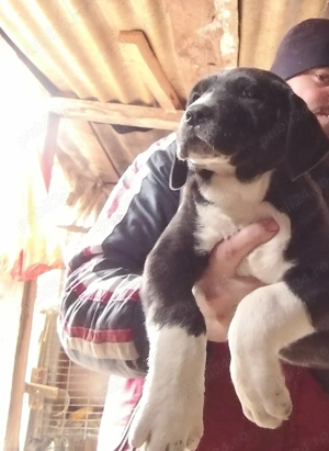 ciobănesc de asia centrala femela 9 saptamani - imagine 2