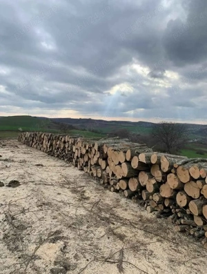 Lemne de foc carpen cu fag 