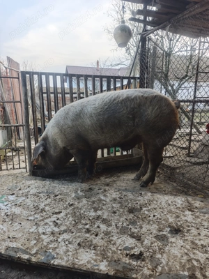 Vând porc de carne Duroc - imagine 4