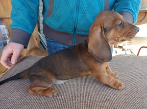 Puiuti teckel standard