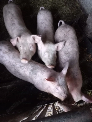 grasuni de.vinzare - imagine 2