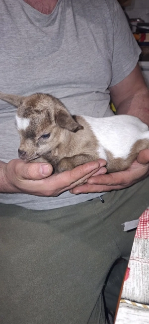 Capra nigeriana - imagine 4