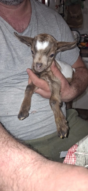 Capra nigeriana - imagine 5