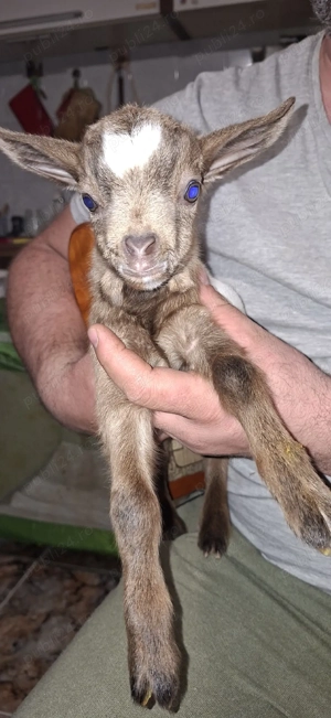 Capra nigeriana - imagine 2