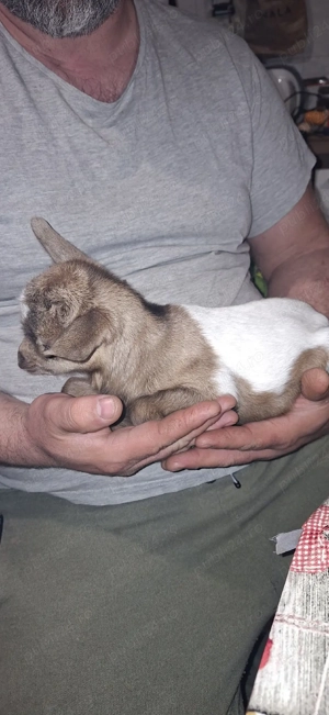 Capra nigeriana - imagine 3