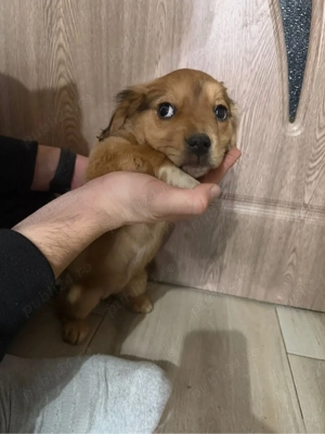 Donez pui de cățeluși - imagine 4