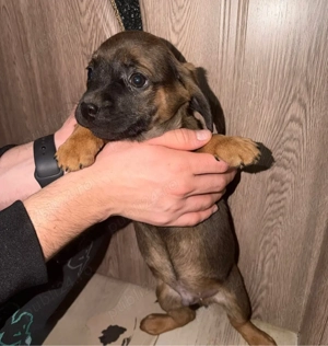 Donez pui de cățeluși - imagine 2