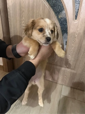 Donez pui de cățeluși - imagine 3