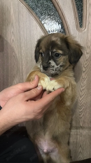 Donez pui de cățeluși - imagine 5