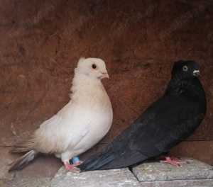 Porumbei jucători, voltat