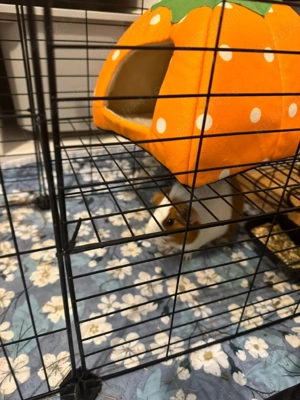 Porcusori de Guinea - imagine 4