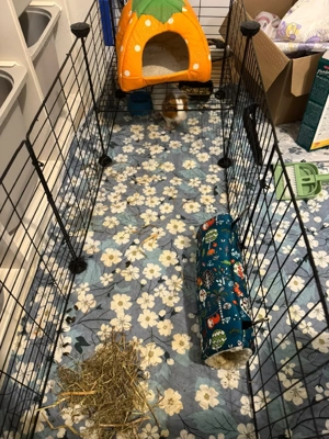 Porcusori de Guinea - imagine 5