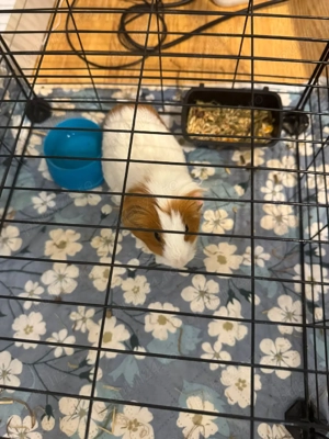 Porcusori de Guinea - imagine 2