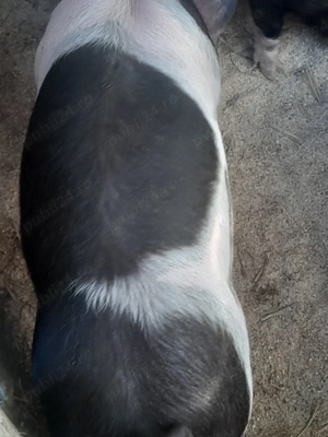 porc.      - imagine 5