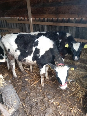 De vânzare vitele 9 bucati